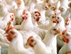 Heat stress in poultry  What should you do?
