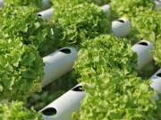 Plastic Extrusions for Horticulture