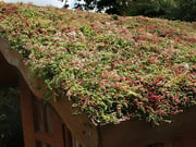 Sedum Green Roof (Greenroof)