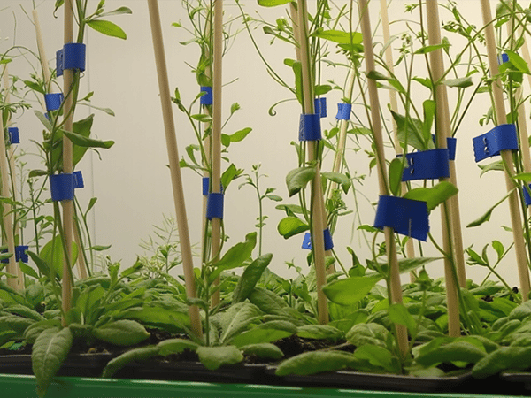 Plant Growth Research Chambers 