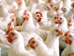 Heat stress in poultry  What should you do?