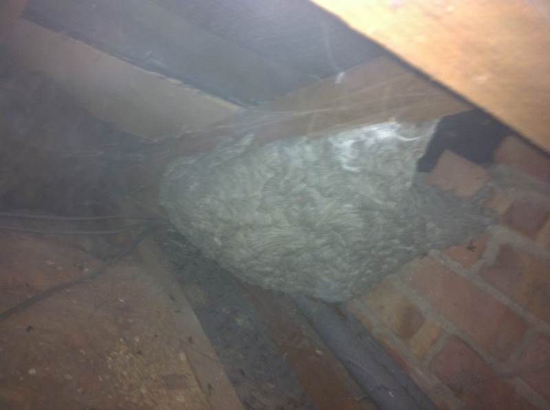 Wasps nest i dealt with in June 2014